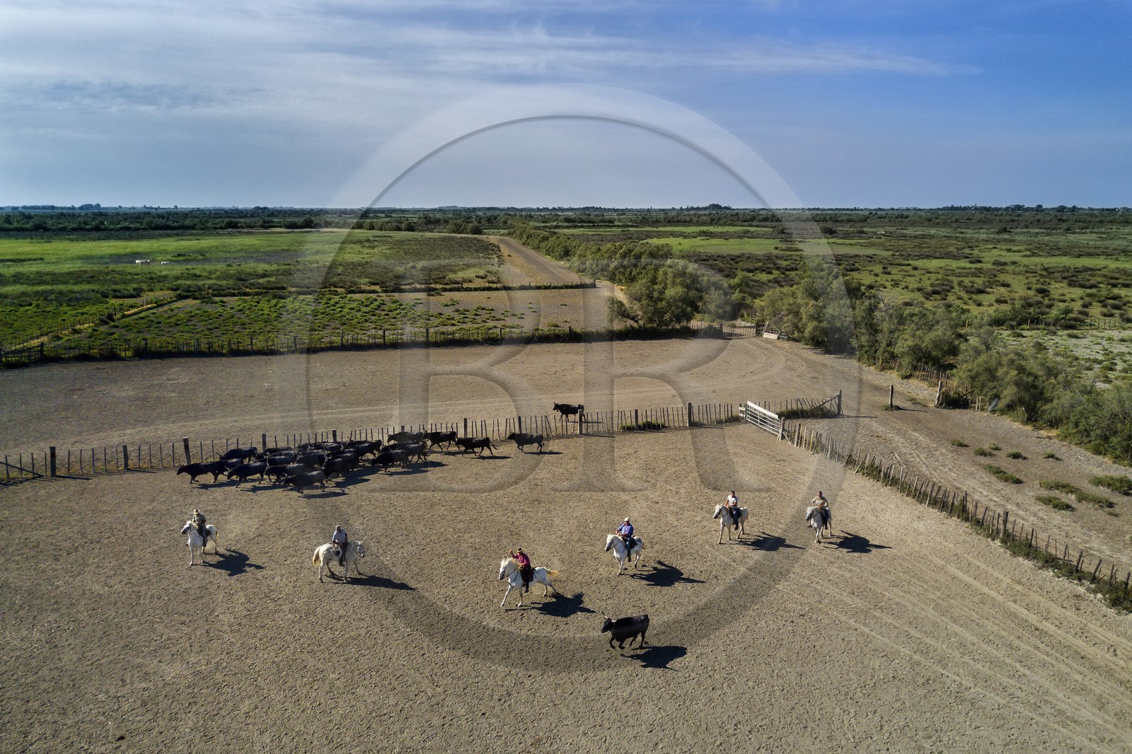 France, Bouches du Rhone, Parc naturel regional de Camargue (Regional Natural Park of Camargue), manade Jacques Mailhan, Camargue bull called Raco di Biou, the gardians sort the bulls (aerial view)