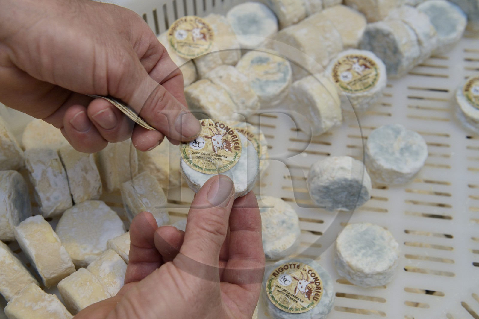 France, Loire, Parc Naturel Regional du Pilat (Natural Regional Park of Pilat), Pelussin, production by the GAEC de la Cabriole from Rigotte de Condrieu AOC goat cheese