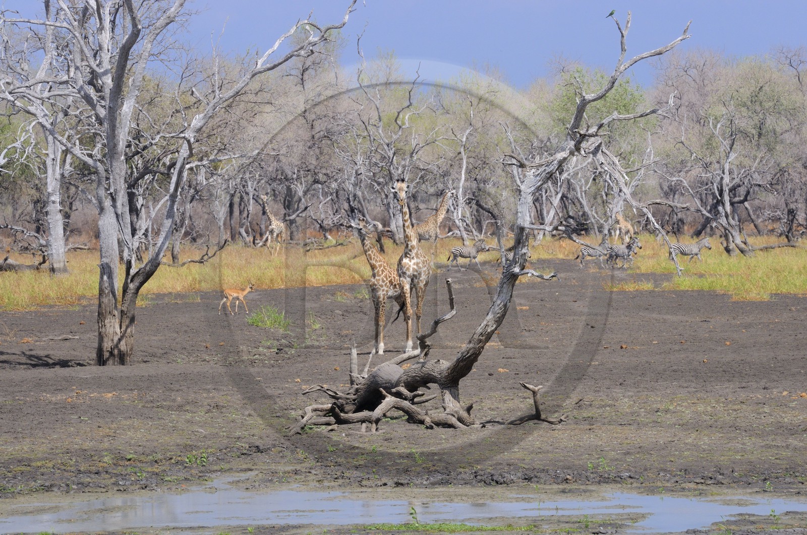 Tanzanie, Reserve de gibier de Selous une des plus grandes zones protégées au monde et inscrite sur la liste du patrimoine mondial de l’Unesco depuis 1982, girafes (Giraffa camelopardalis) en bordure de la rivière Rufiji en saison sèche