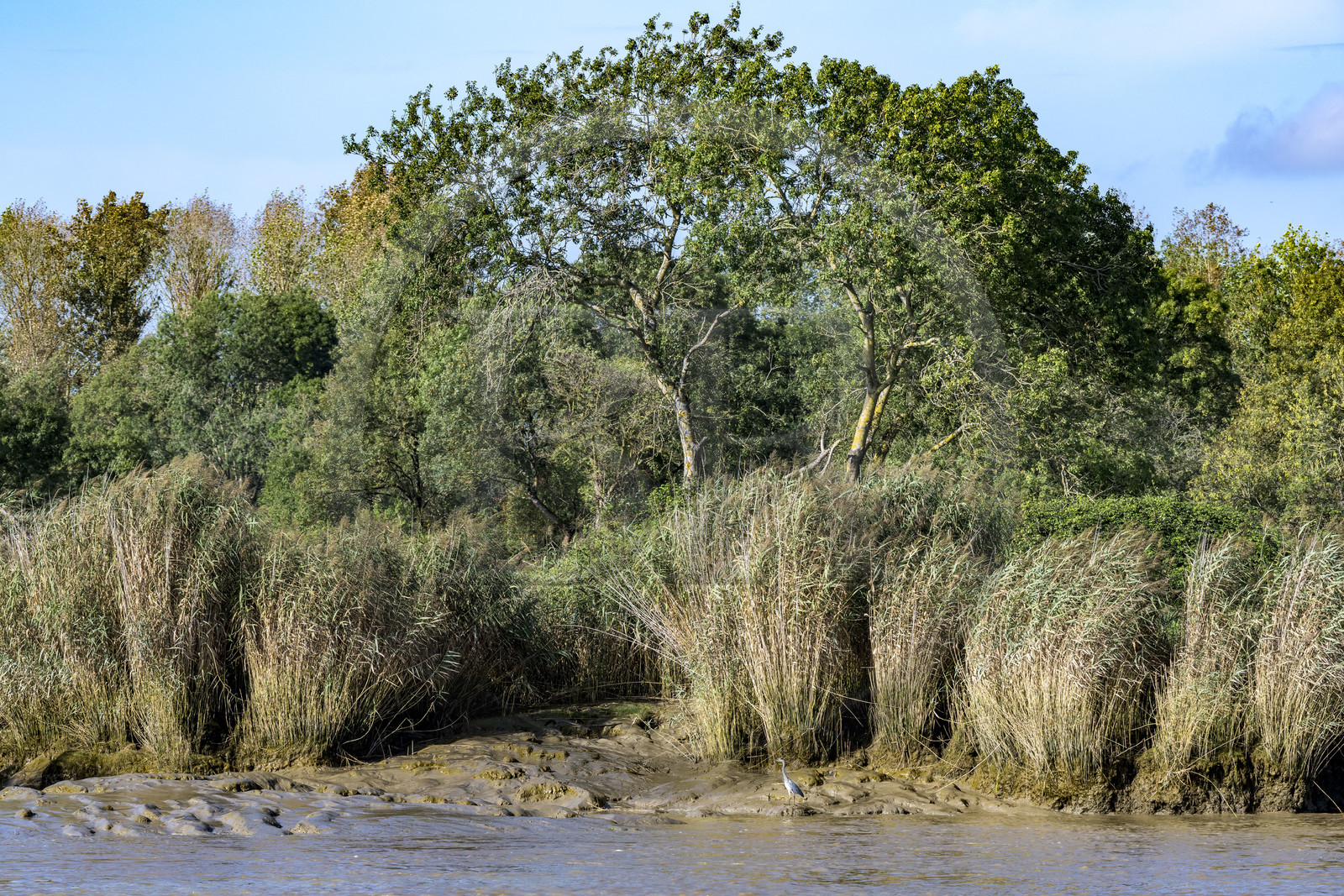 France, Loire-Atlantique (44), Le Pellerin, héron cendré (Ardea cinerea) sur les rives de la Loire