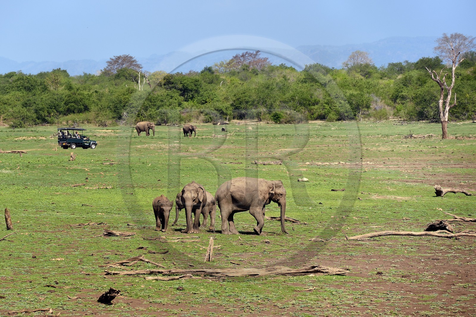 Sri Lanka, province d'Uva, Parc national d'Uda Walawe (Udawalawe National Park), touristes en 4x4 observant des éléphants d'Asie (Elephas maximus)