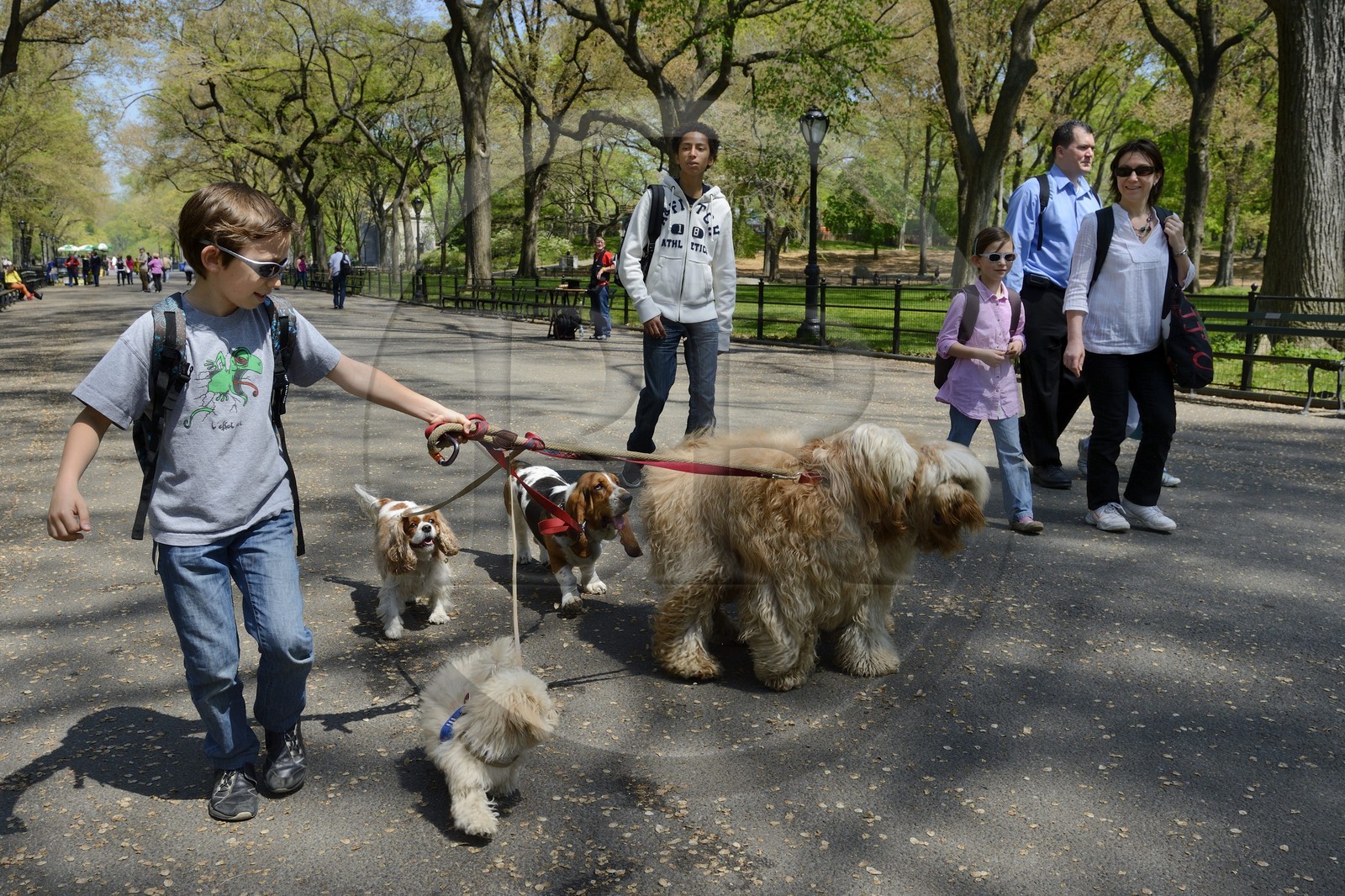 United States, New York City, Manhattan, Central Park, Paul walking dogs on The Mall and Literary Walk