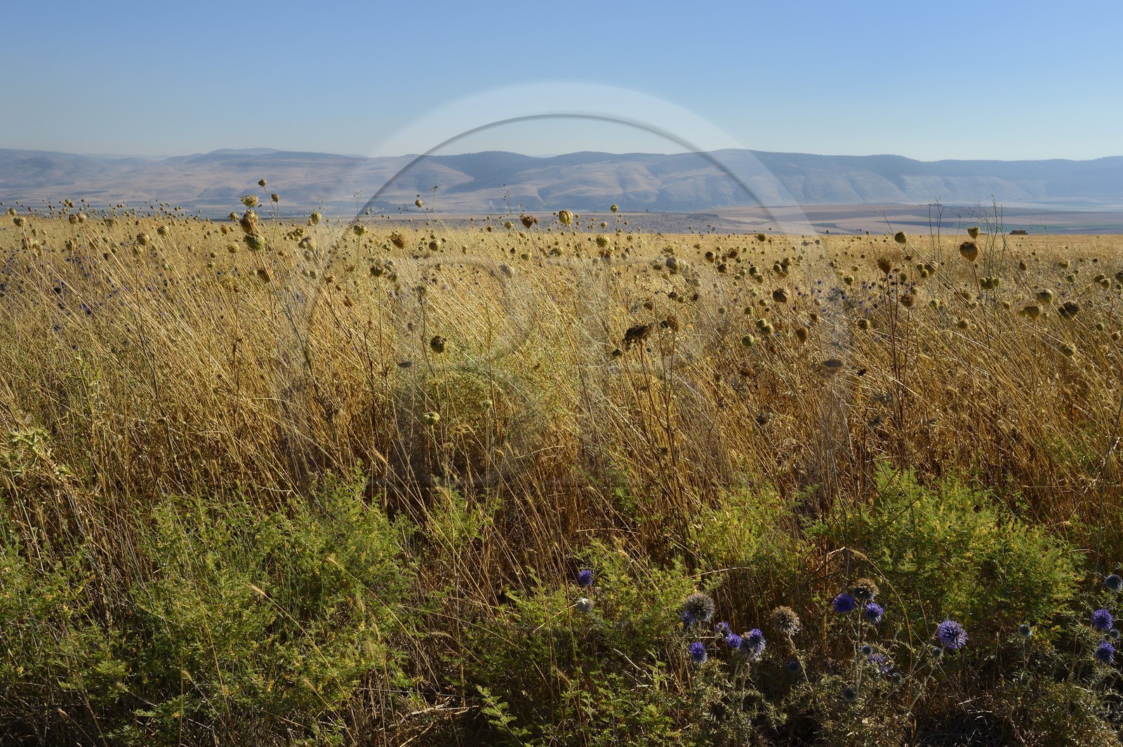 Israel, district du nord, Basse Galilée, réserve naturelle de Kokhav ha-Yarden