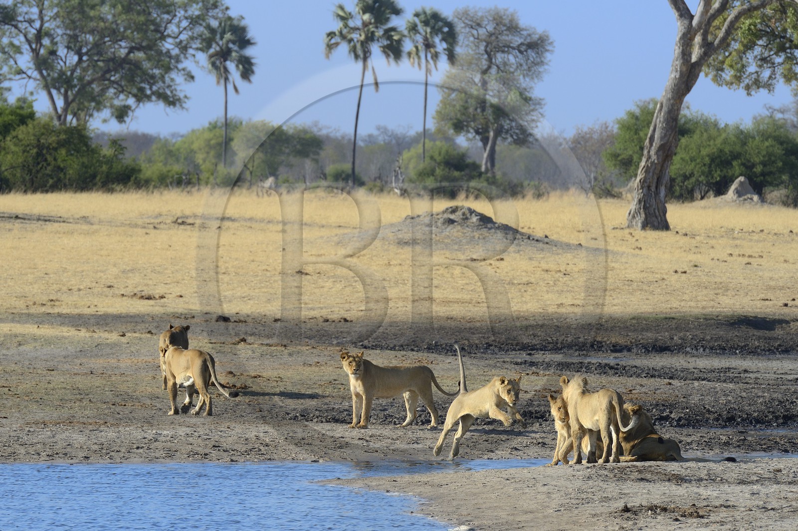 Zimbabwe, province de Matabeleland septentrional, parc national Hwange, groupe de lions (Panthera leo) autour d'un point d'eau