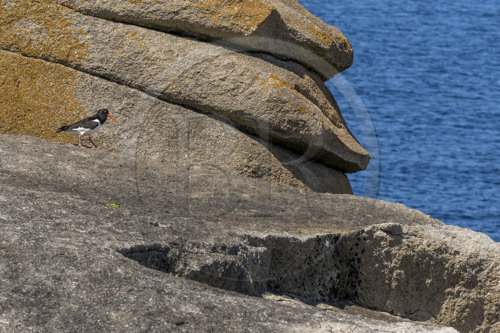 France, Finistère (29), Pays des Abers, Ile Vierge dans l'archipel de Lilia, huitrier pie (Haematopus ostralegus)