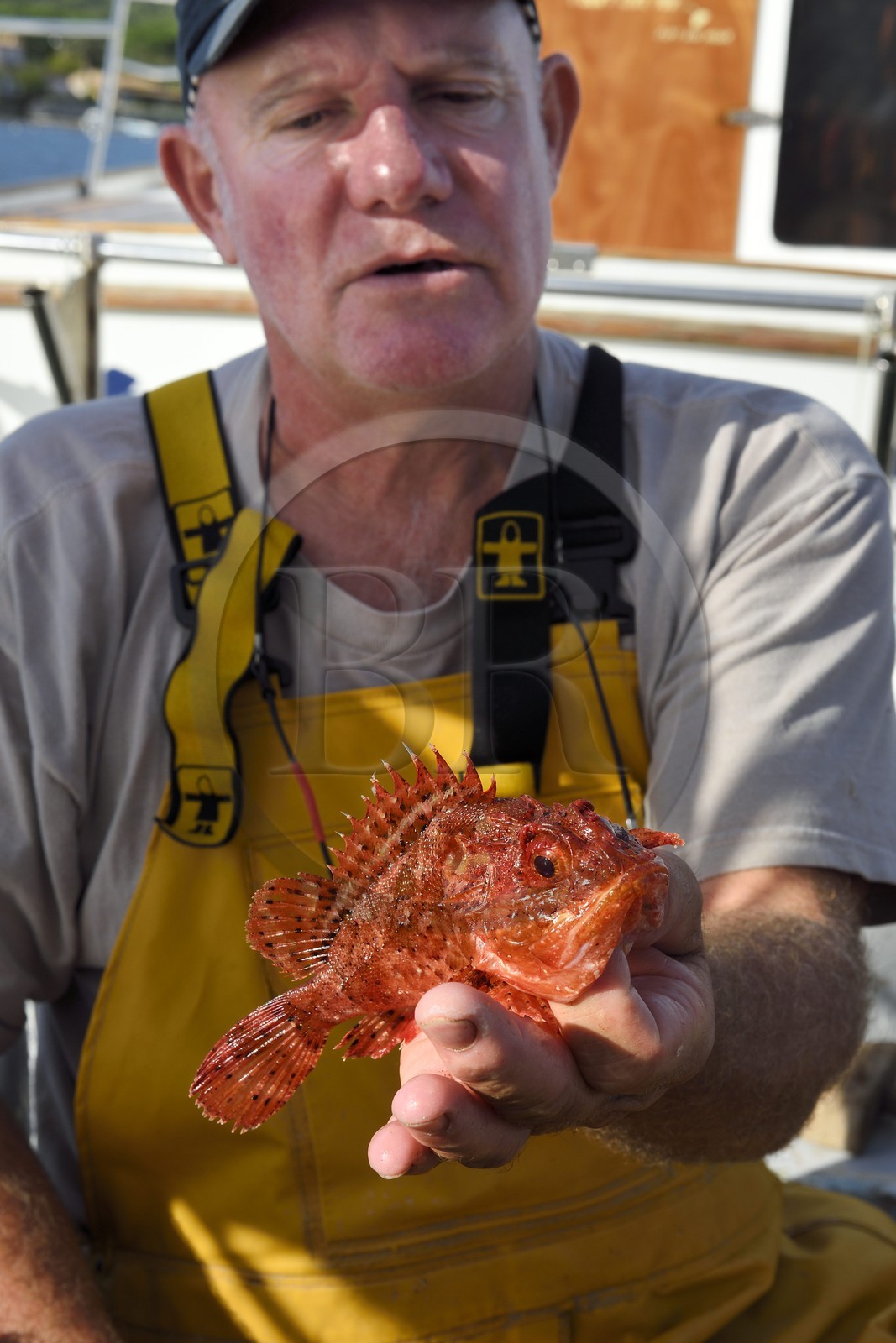 France, Var (83), Iles d'Hyères, parc national de Port Cros, Ile de Porquerolles, le quai des pêcheurs sur le port du village, Jean Paul Costes sur son bateau Le Boucanier triant la pêche du matin, ici un chapon (rascasse)