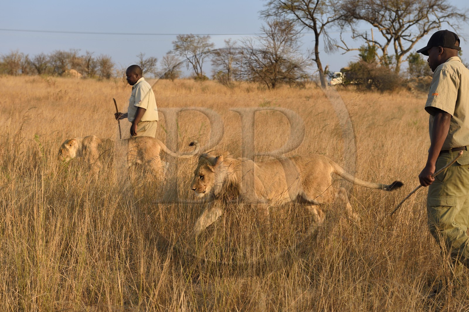 Zimbabwe, province des Midlands, Gweru, Antelope Park qui abrite ALERT (African Lion and Environmental Research Trust), marche à pied de guides - dresseurs en compagnie de lions (panthera leo) dans la brousse