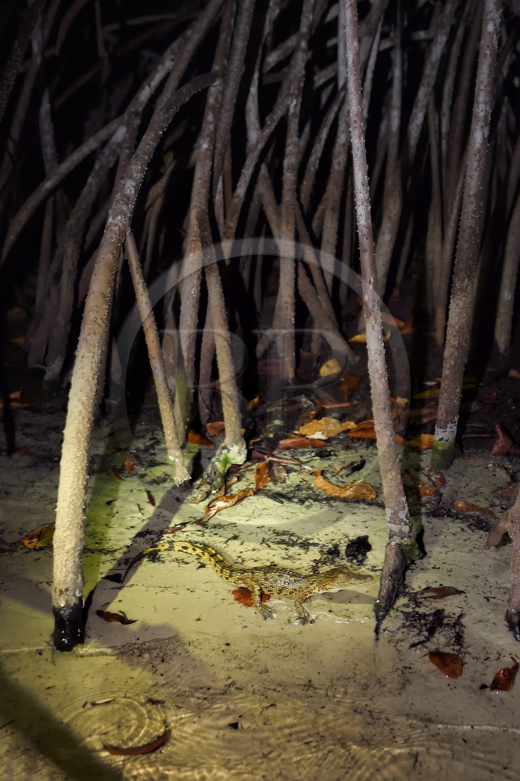 Gabon, province de Ogooué- Maritime, Parc National du Loango, observation de nuit d'un jeune crocodile dans la mangrove de la Lagune Iguéla