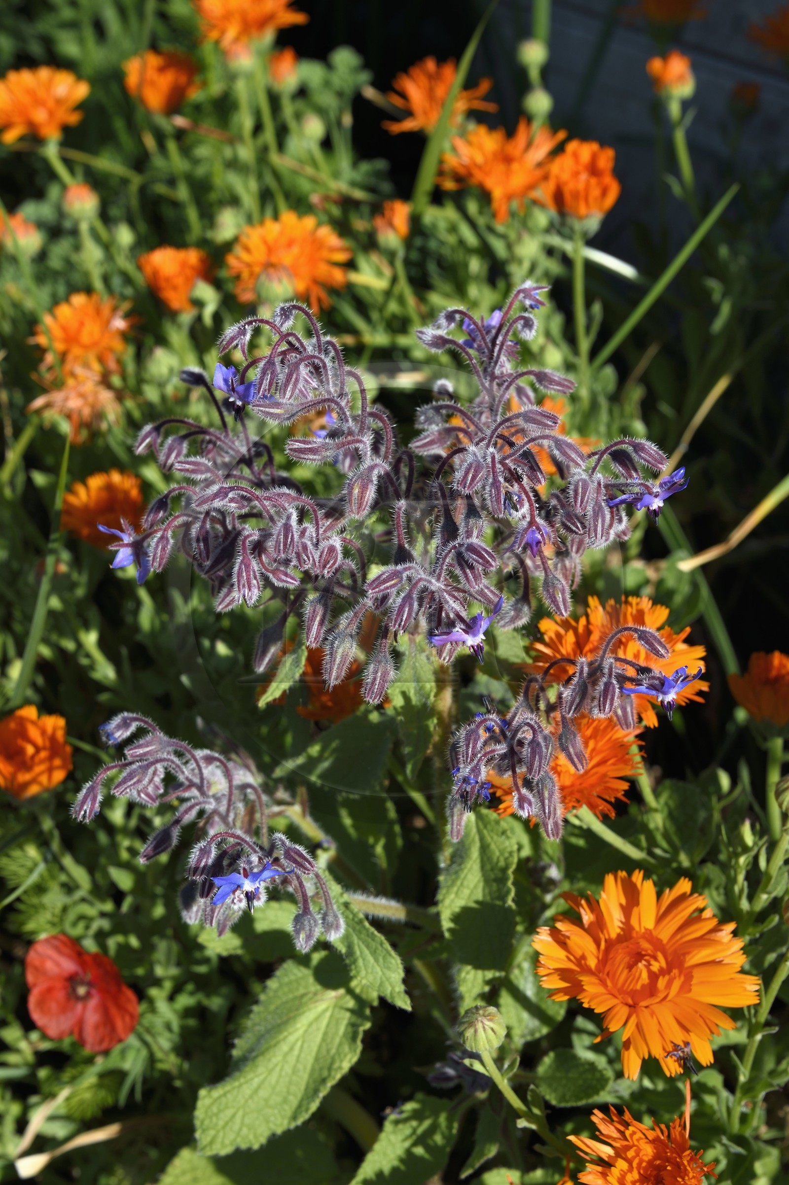 France, Charente (16), Bourg-Charente, bourrache et soucis en fleurs