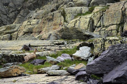France, Alpes-Maritimes, parc national du Mercantour (Mercantour National Park), the Vallee des Merveilles (Valley of Wonders) scattered with thousands of rupestral engravings of the Bronze Age, chamois on the chiappes yellow schist flagstones