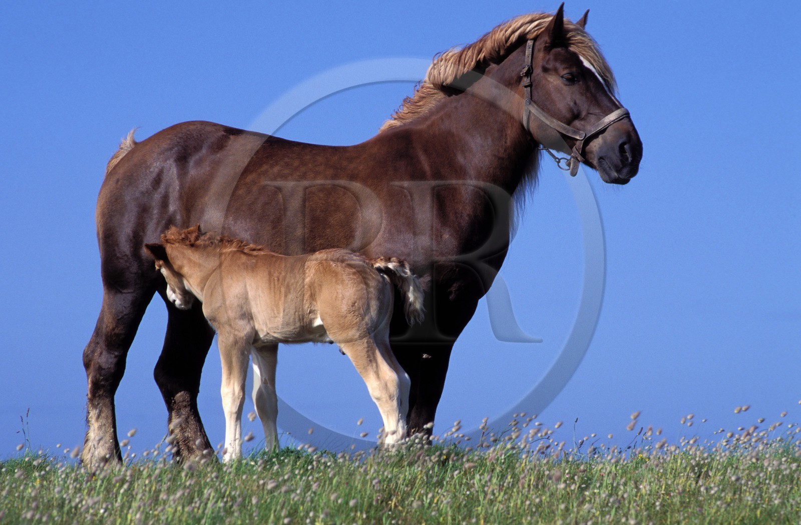 France, Finistère (29), île de Batz, une jument avec son poulain
