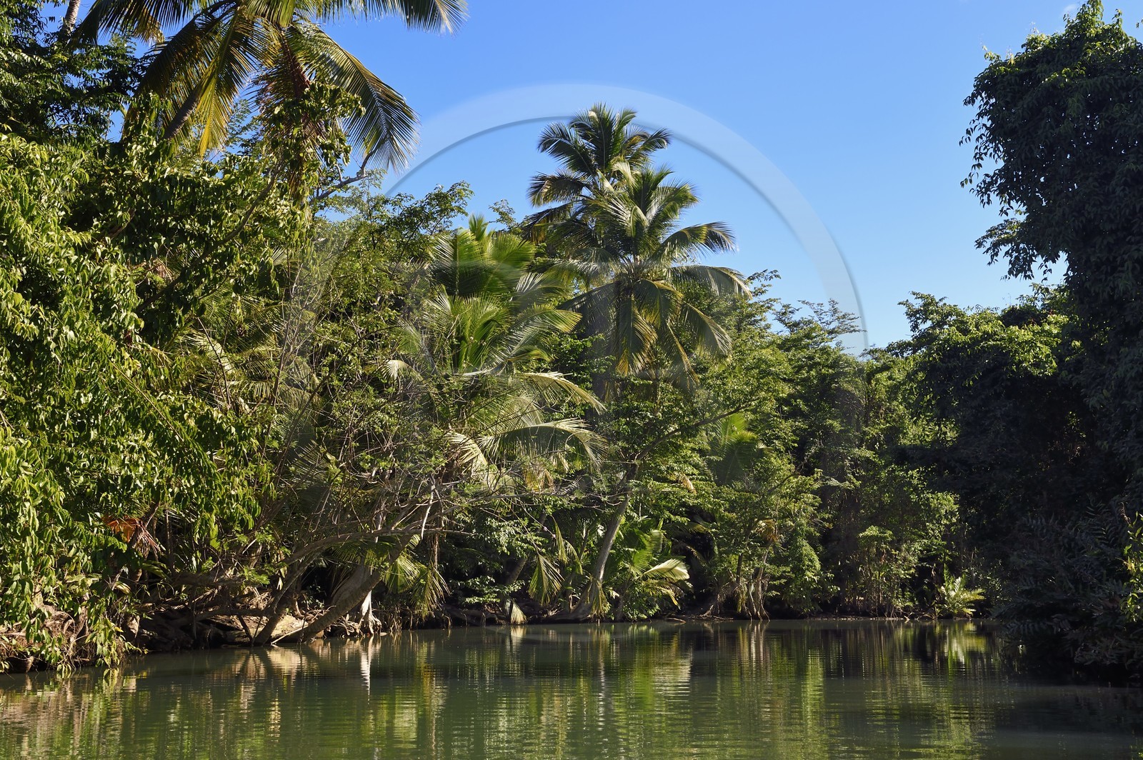 Caraïbes, Ile de la Dominique, Portsmouth, les rives de l'Indian River