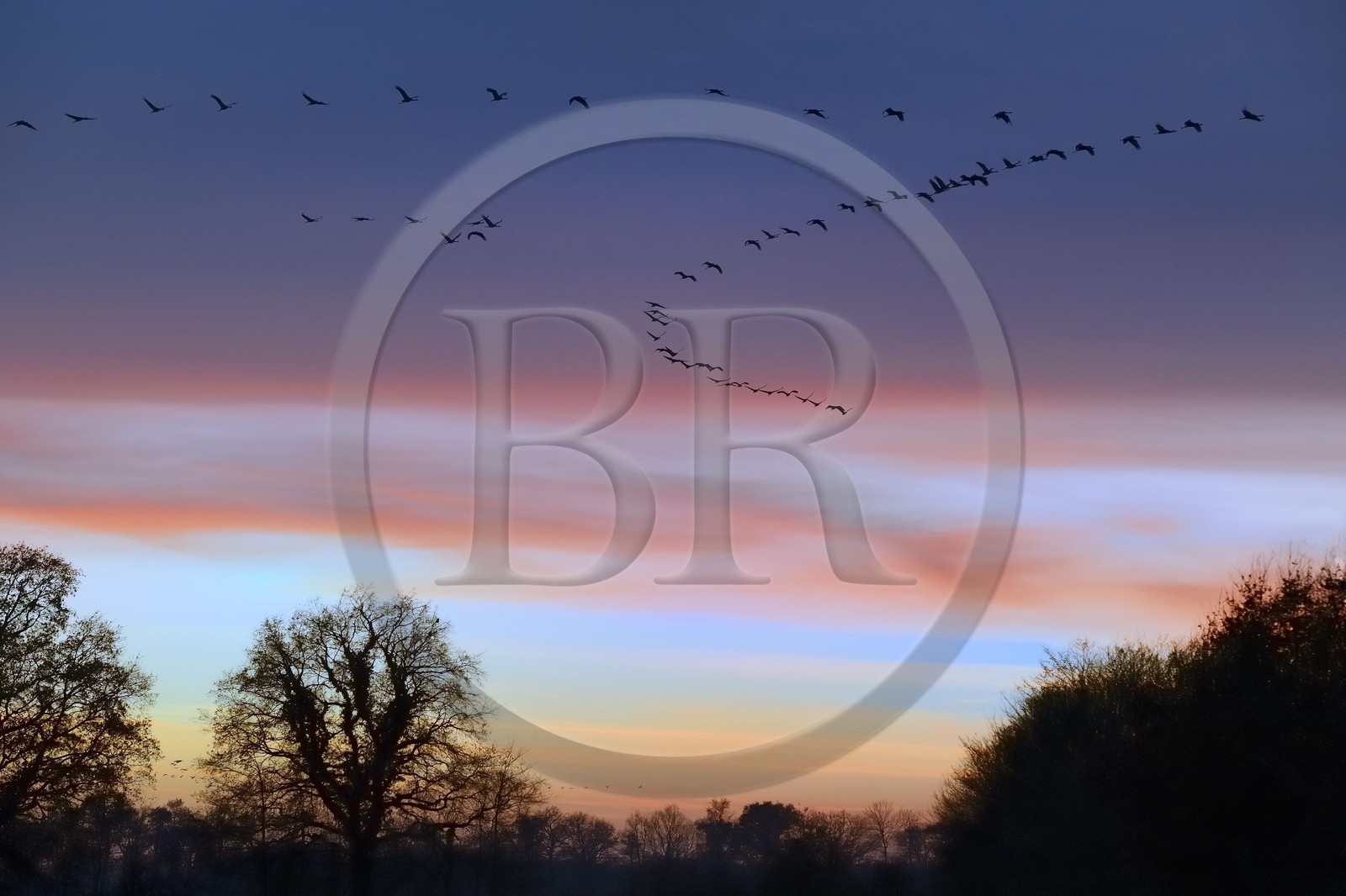 France, Indre, Berry, Parc Naturel Regional de la Brenne (Natural Regional Park of La Brenne), Rosnay, Red Sea pond (etang de la Mer Rouge), Common Crane (Grus grus), flight at sunset
