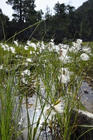 France, Hautes-Pyrénées (65), Saint-Lary-Soulan, Réserve naturelle nationale du Néouvielle, randonnée des lacs du Neouvielle, les Laquettes, linaigrette jonc ou herbe à coton
