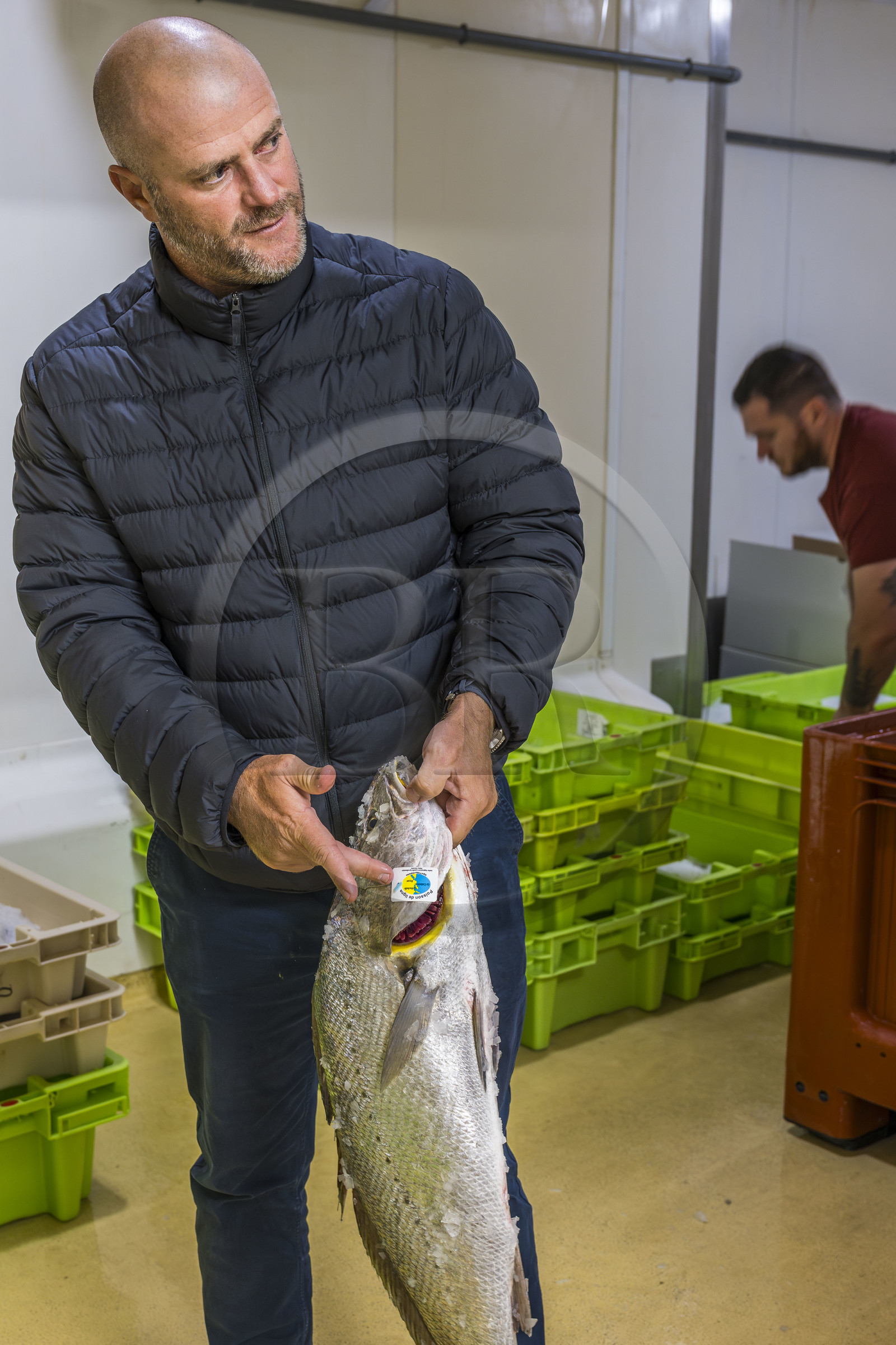France, Charente Maritime, La Rochelle, Chef de Baie fishing port, the fish auction hall which also welcomes fish trading companies, the Michelin-starred chef Christopher Coutanceau holding a meagre (Argyrosomus regius) goes to market with the fish merchant Steeve Lefort