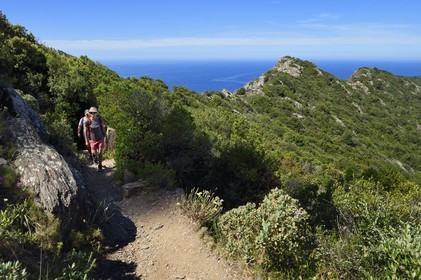 France, Var (83), Six-Fours-les-Plages, randonnée dans le massif du Cap Sicié, randonneurs sur le sentier des cretes de Roumagnan