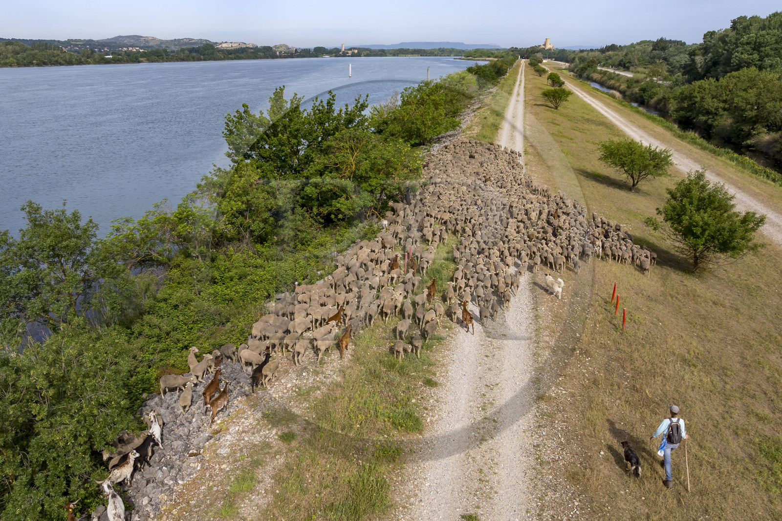 France, Vaucluse (84), Châteauneuf-du-Pape, le troupeau de brebis Merinos d'Arles (et quelques chèvres) menée par la bergère Natacha Fasujevic en éco-pâturage sur les bords du Rhone, le chateau de L'Hers (Xe siècle) en arrière plan (vue aérienne)