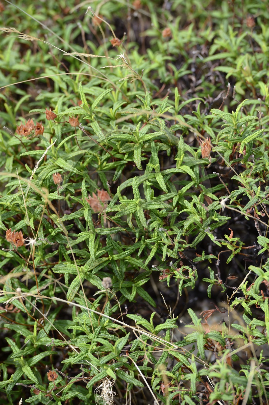 France, Haute-Corse (2B), Balagne, Le Giussani, Ciste de Montpellier (Cistus monspeliensis)