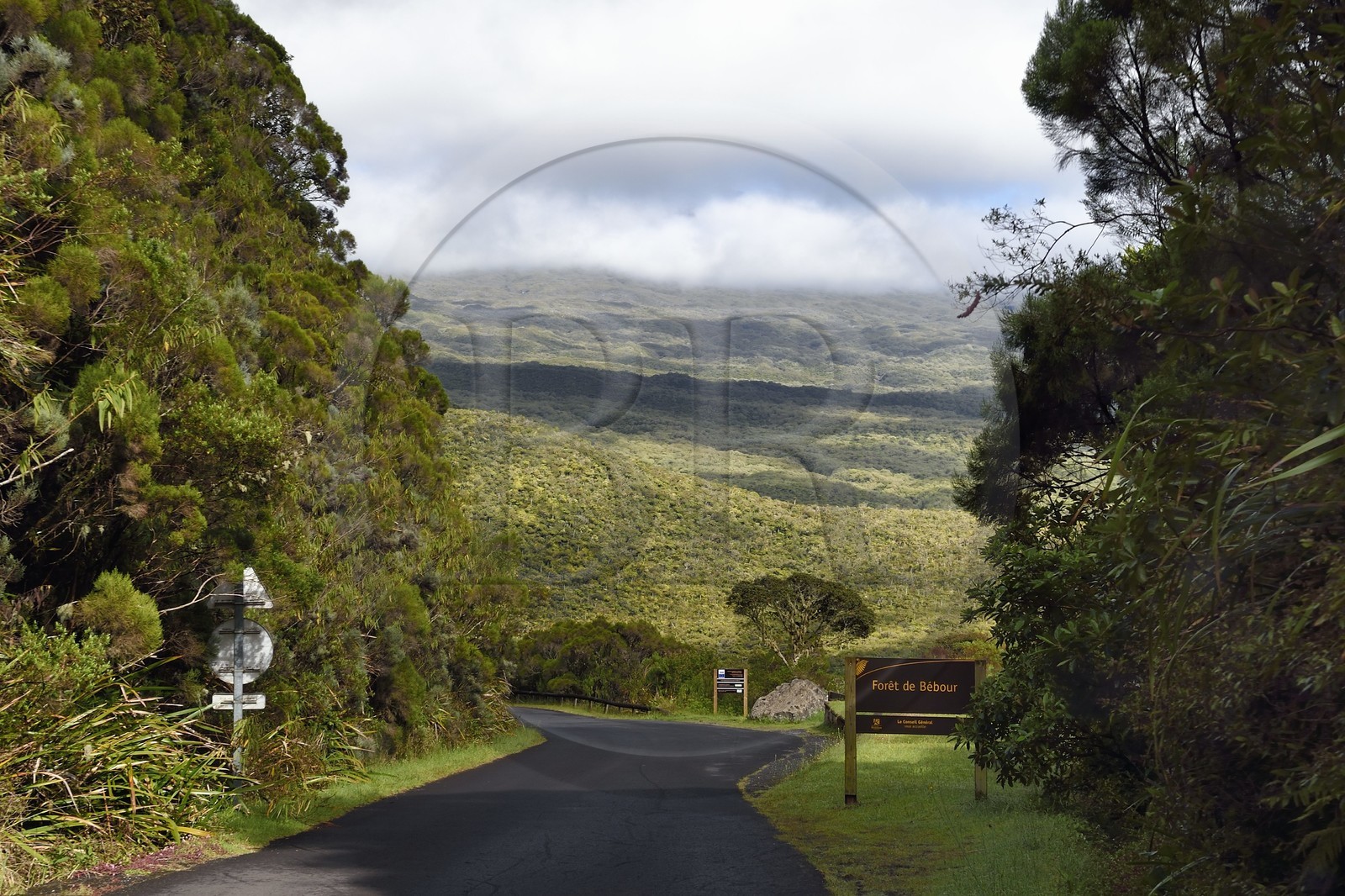 France, Ile de la Reunion, Parc National de la Réunion classé Patrimoine Mondial de l'UNESCO, La Plaine des Palmistes, forêt de Bébour,