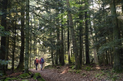France, Bas Rhin, Mont Saint Odile, hiking the chemins des Chateaux-forts d'Alsace (paths of the castles of Alsace) towards Landsberg castle