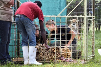 Namibia, Otjiwarongo, Cheetah Conservation Fund, research and education centre, administration 3 times a week of subcutaneous fluids to the cheetah (Acinonyx jubatus) called Mendel having chronic renal failure