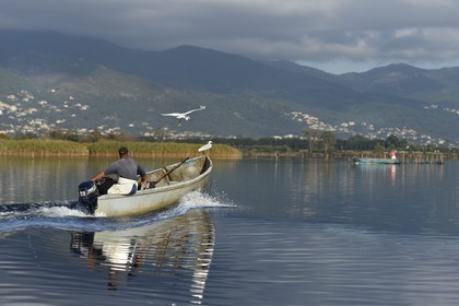 France, Haute Corse, fisherman in a boat on the pond of Biguglia (Stagnu di Chiurlinu) and little egret (Egretta garzetta), nature reserve of Corsica (RNC)