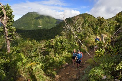Caraïbes, Ile de la Dominique, Castle Bruce, Parc national du Morne Trois Pitons classé Patrimoine Mondial de l'UNESCO, randonneurs sur le sentier traversant la forêt tropicale et menant à la la Vallée de la Désolation puis au Boiling Lake