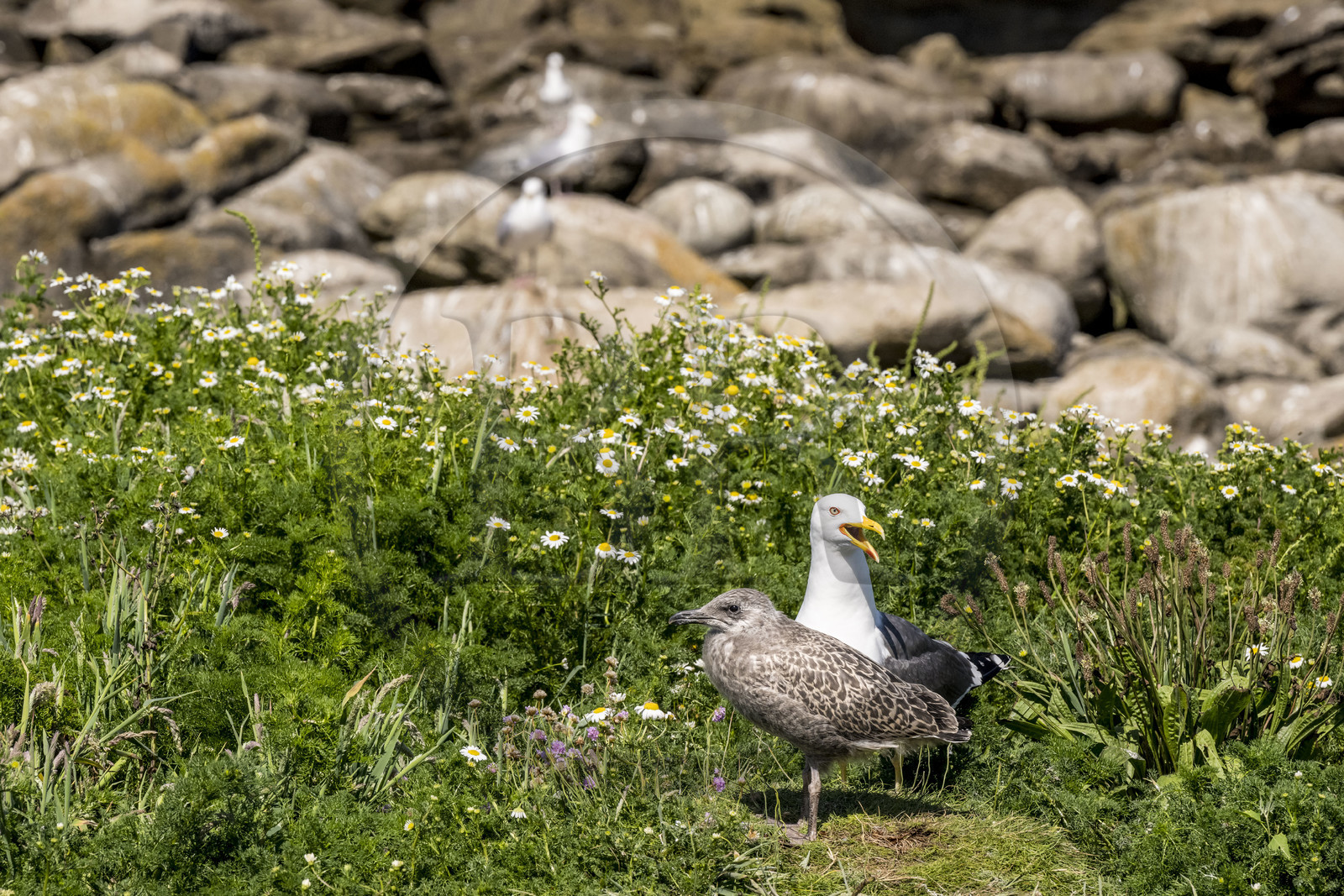France, Finistère (29), Pays des Abers, Ile Vierge dans l'archipel de Lilia, de très nombreux goélands peuple l'île en période de nidification