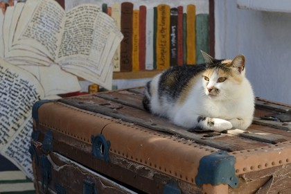 Grèce, Les Cyclades, mer Égée, île de Santorin (Thira ou Théra), village de Oia, le chat du libraire