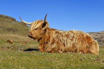 Royaume-Uni, Ecosse, Highland, Hébrides intérieures, Ile de Mull, vache de race Highland