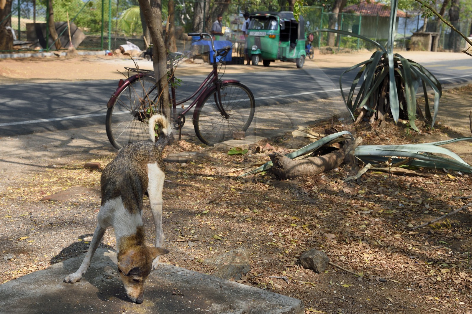 Sri Lanka, province du Centre-Nord, Polonnaruwa, chien errant