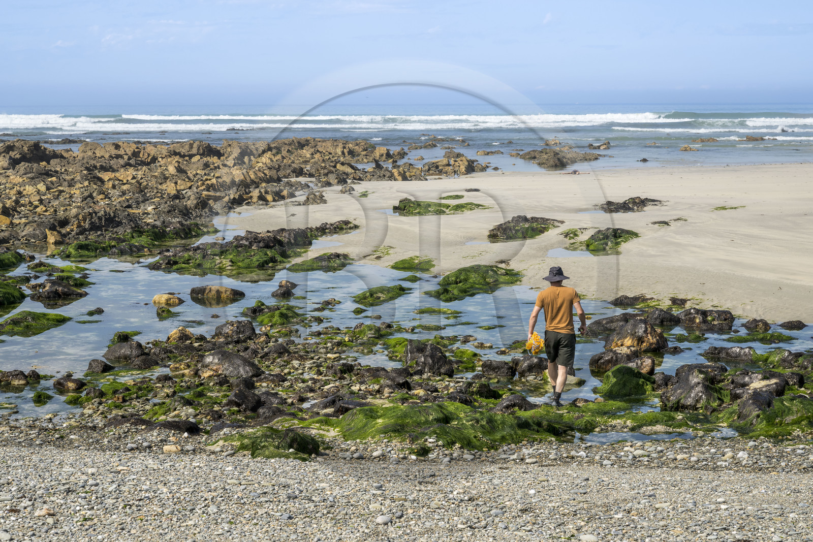 France, Finistère, Pays Bigouden (Bigouden country), Bay of Audierne, Plozevet, Lenny Gouedic co-creator of Begood Alg, harvesting wild edible algae on foot on the beach at low tide