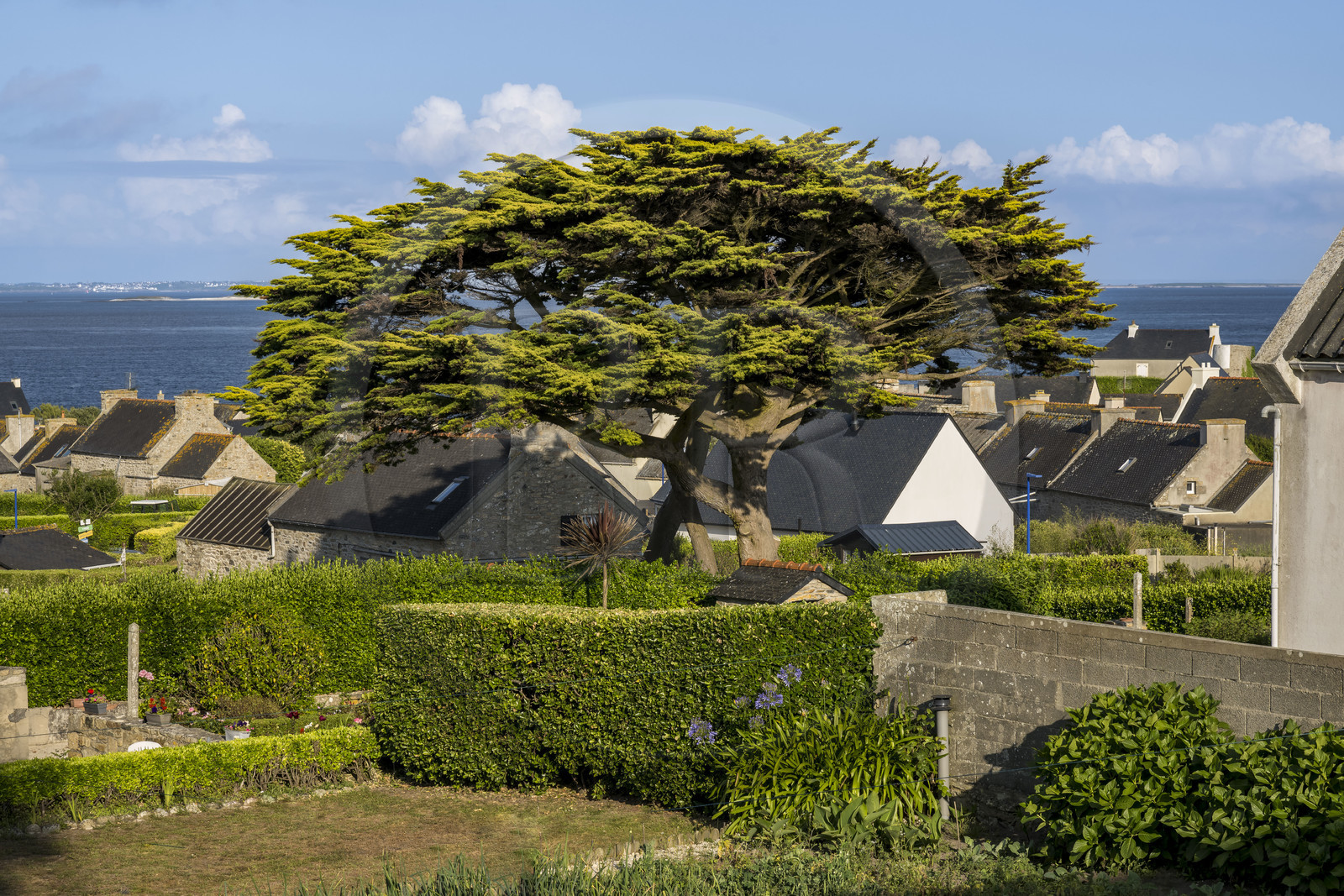 France, Finistère (29), Mer d'Iroise, Ile de Molène, la plupart des maisons du Bourg ont un jardin
