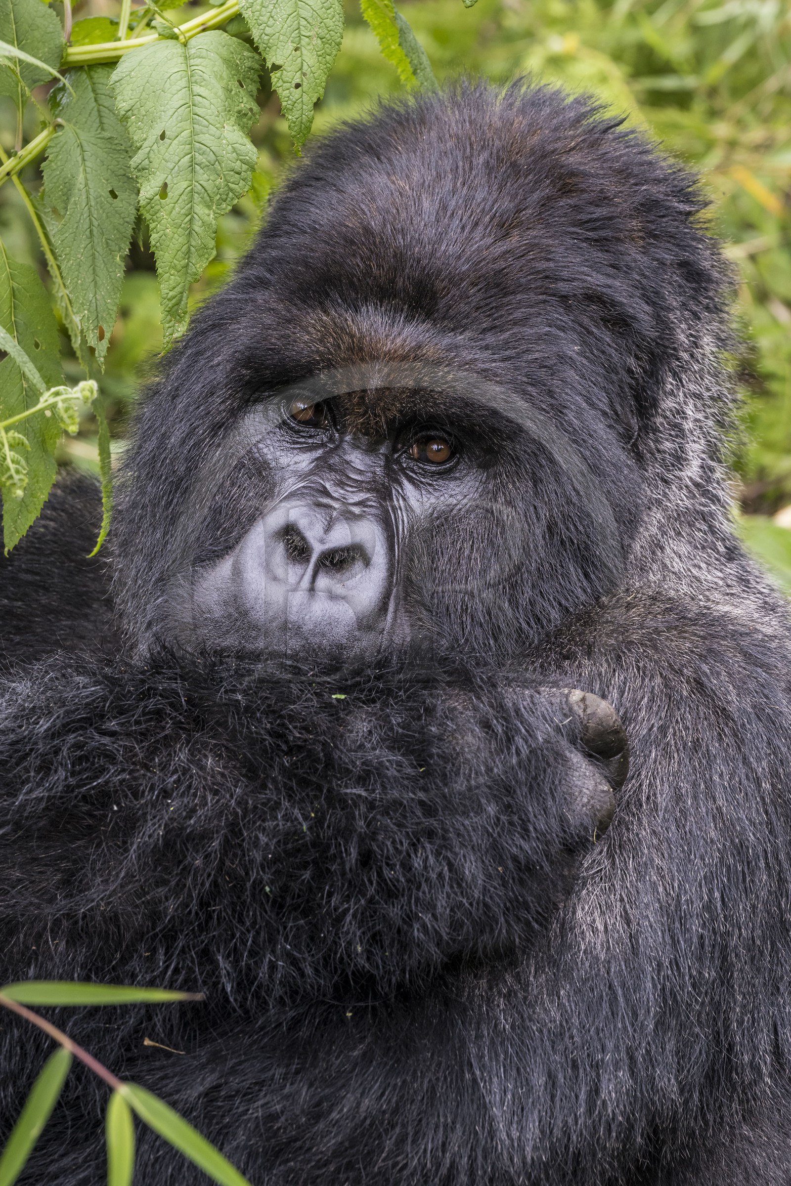 Rwanda, Province du Nord, Parc National des Volcans dans la chaine des Monts Virunga, mont Karisimbi, gorille des montagnes (Gorilla beringei beringei), dos argenté (silverback) nommé Impuzamahanga qui est le male dominant du groupe Susa