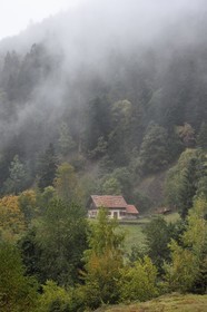 France, Haut Rhin, Ballons des Vosges Regional Natural Park, Storckensohn, La Tete des Perches mountain, the chaume de Gazon vert (extensive altitude grazing), beech and pine forest over the refuge in a former farm