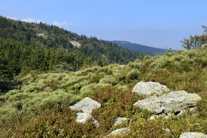 France, Loire (42), Parc Naturel Régional du Pilat, Crêt de l'Oeillon dans le massif du Pilat, paysage de lande à Genêt