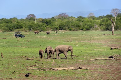 Sri Lanka, province d'Uva, Parc national d'Uda Walawe (Udawalawe National Park), touristes en 4x4 observant des éléphants d'Asie (Elephas maximus)