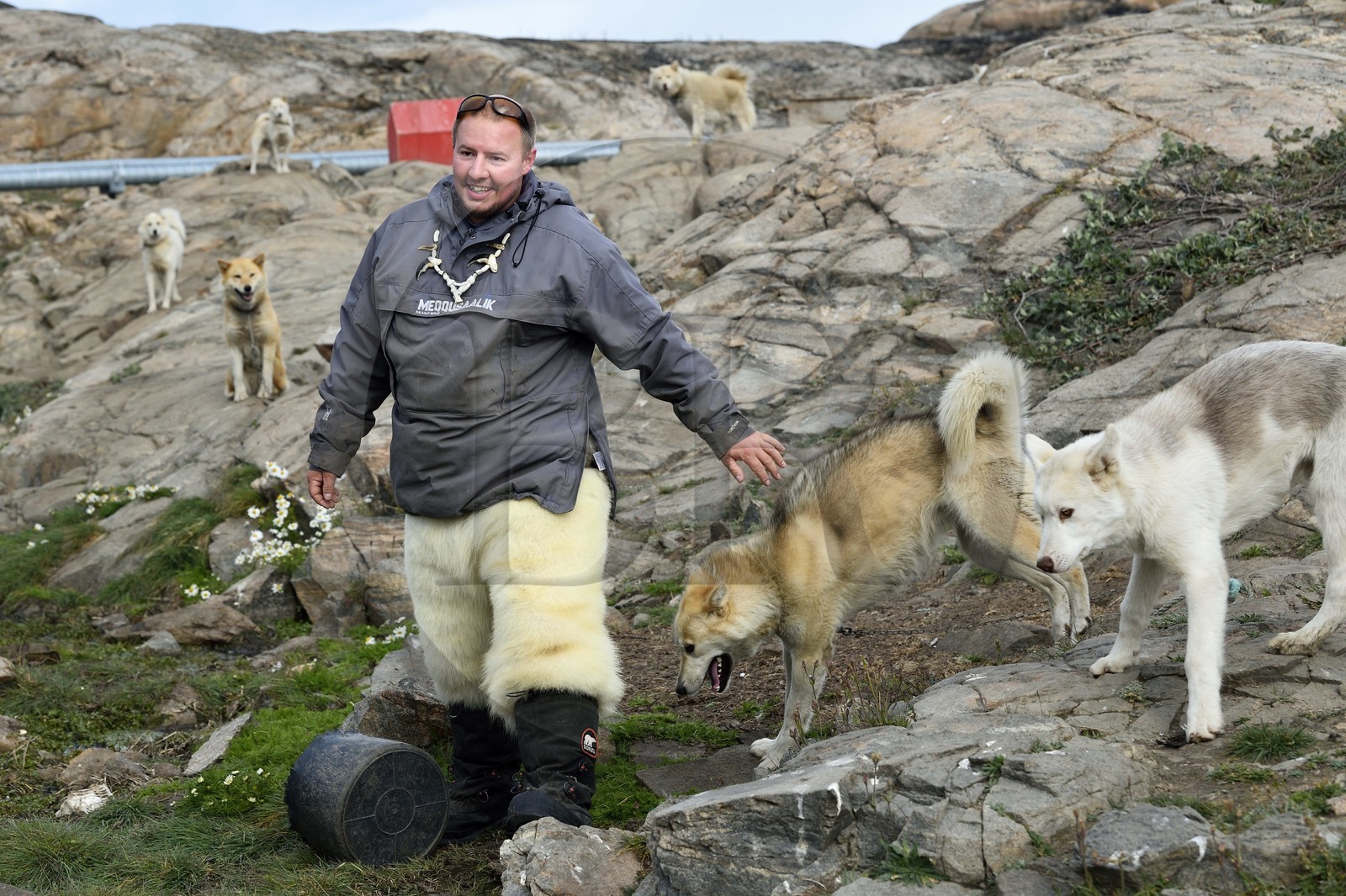 Greenland, west coast, Uummannaq, the sled dog breeder Malti Suulutsun wearing bear skin trousers