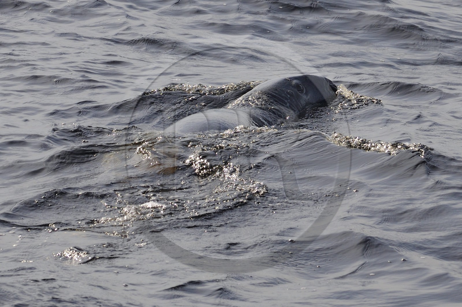 Canada, province de Québec, région du Manicouagan, phoque gris (Halichoerus grypus) au large de Tadoussac