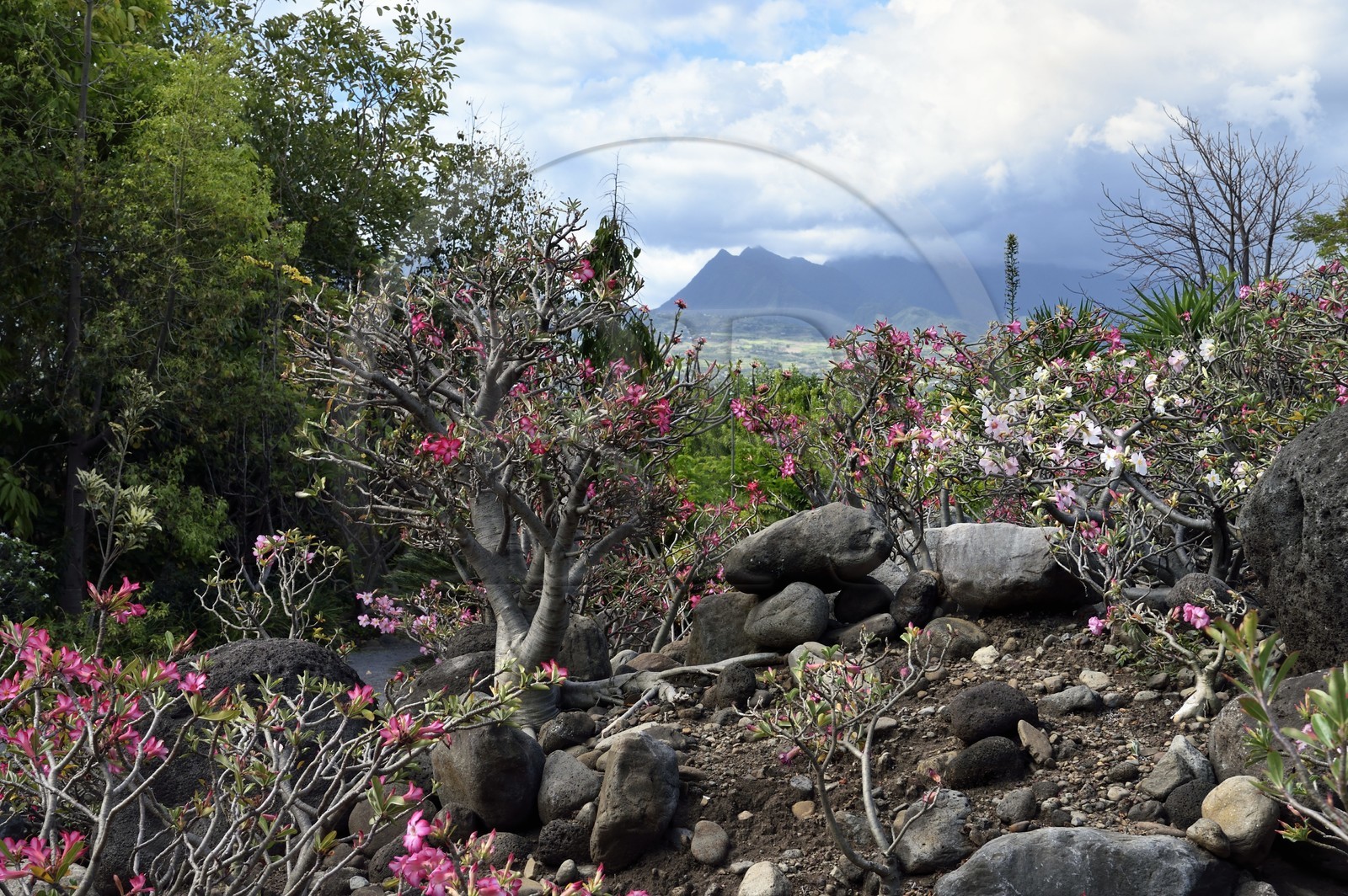France, Ile de la Reunion, Saint Pierre, Jardin Botanique du Domaine du Café Grillé, Rose du désert (adenium obesum)