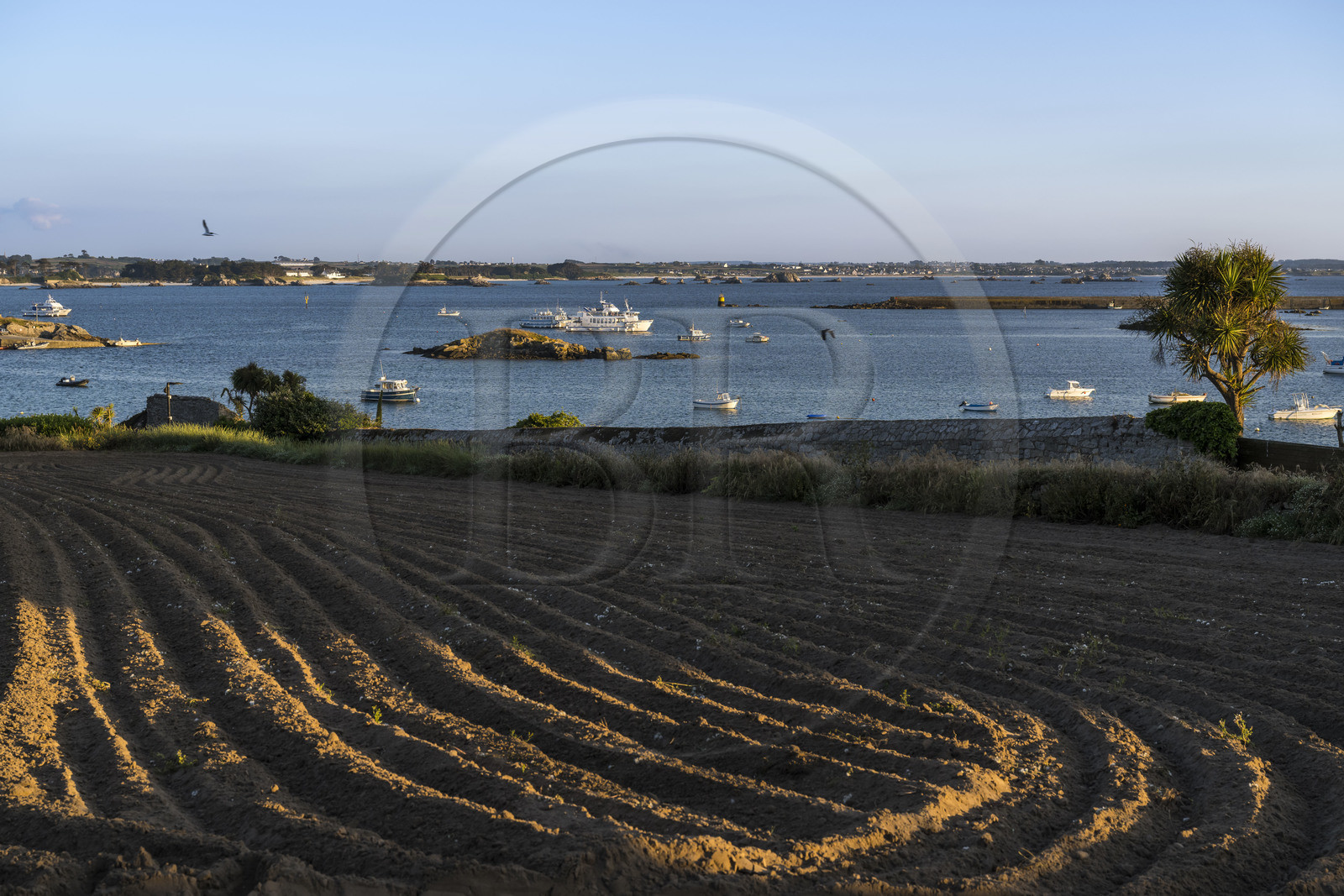 France, Finistère (29), Iles du Ponant, Ile de Batz, champ en bordure de la grève de  Porz-Kernok