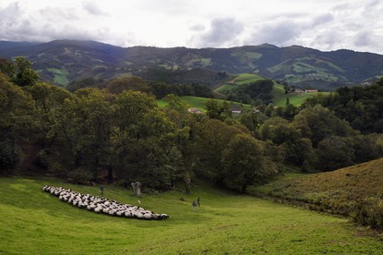 France, Pyrénées-Atlantiques (64), Pays-Basque, vallée des Aldudes, Urepel, l'éleveur de brebis manech tête noire Jean-Bernard Etchebarren