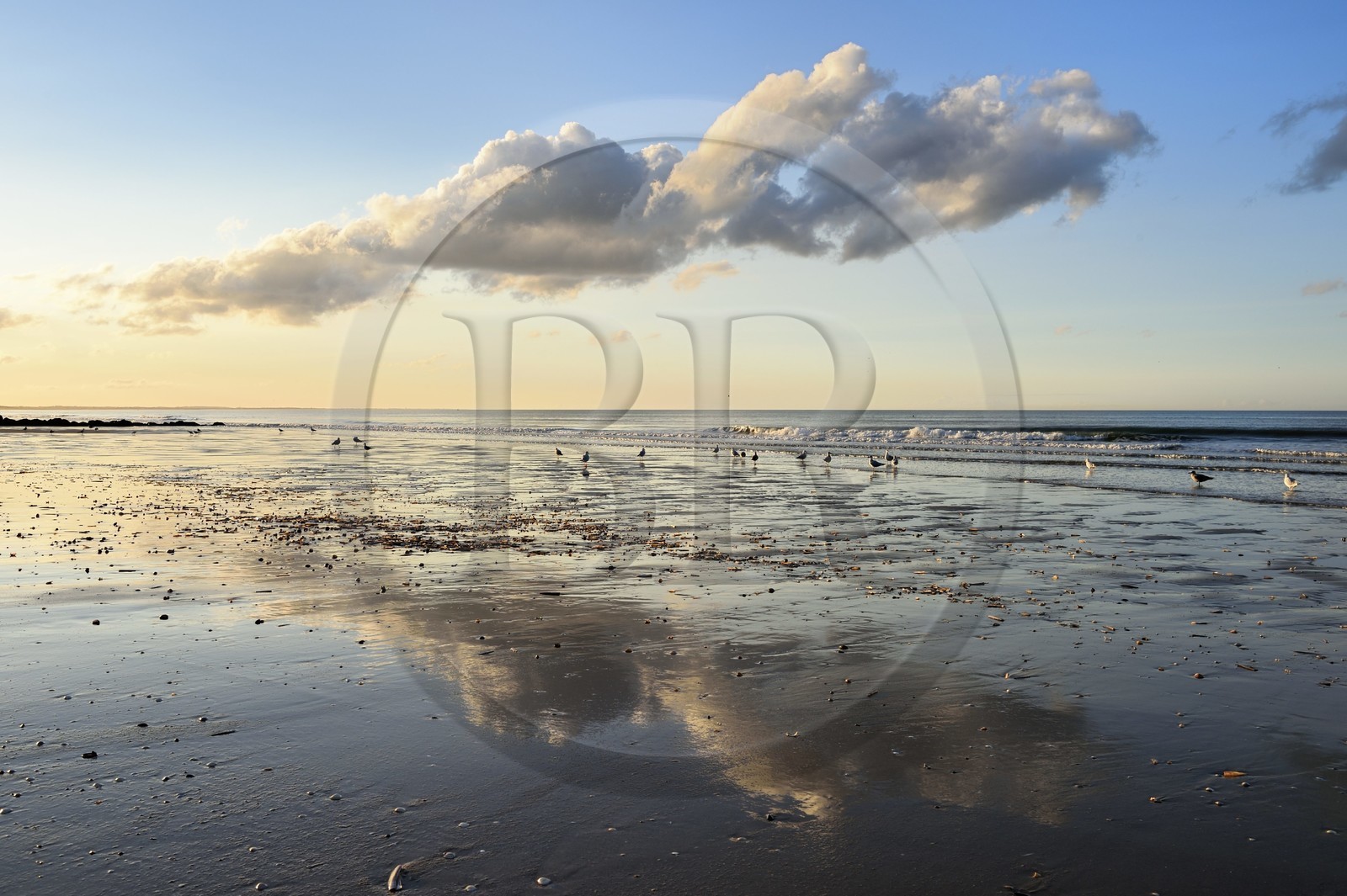 France, Calvados, Pays d'Auge, the cote Fleurie (Flowered coast), Cabourg, gulls on the beach