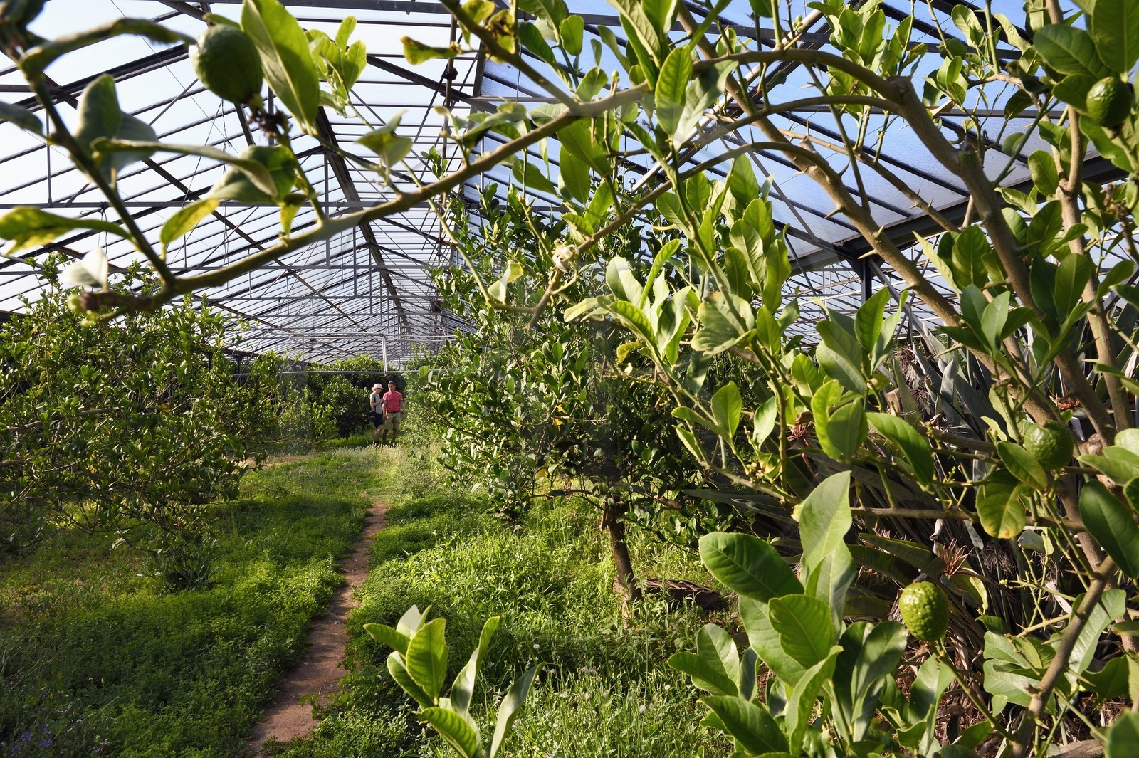 France, Var (83), La Londe-les-Maures, Domaine du Jasson, culture des agrumes, cédrat de Corse (Citrus medica corsican)