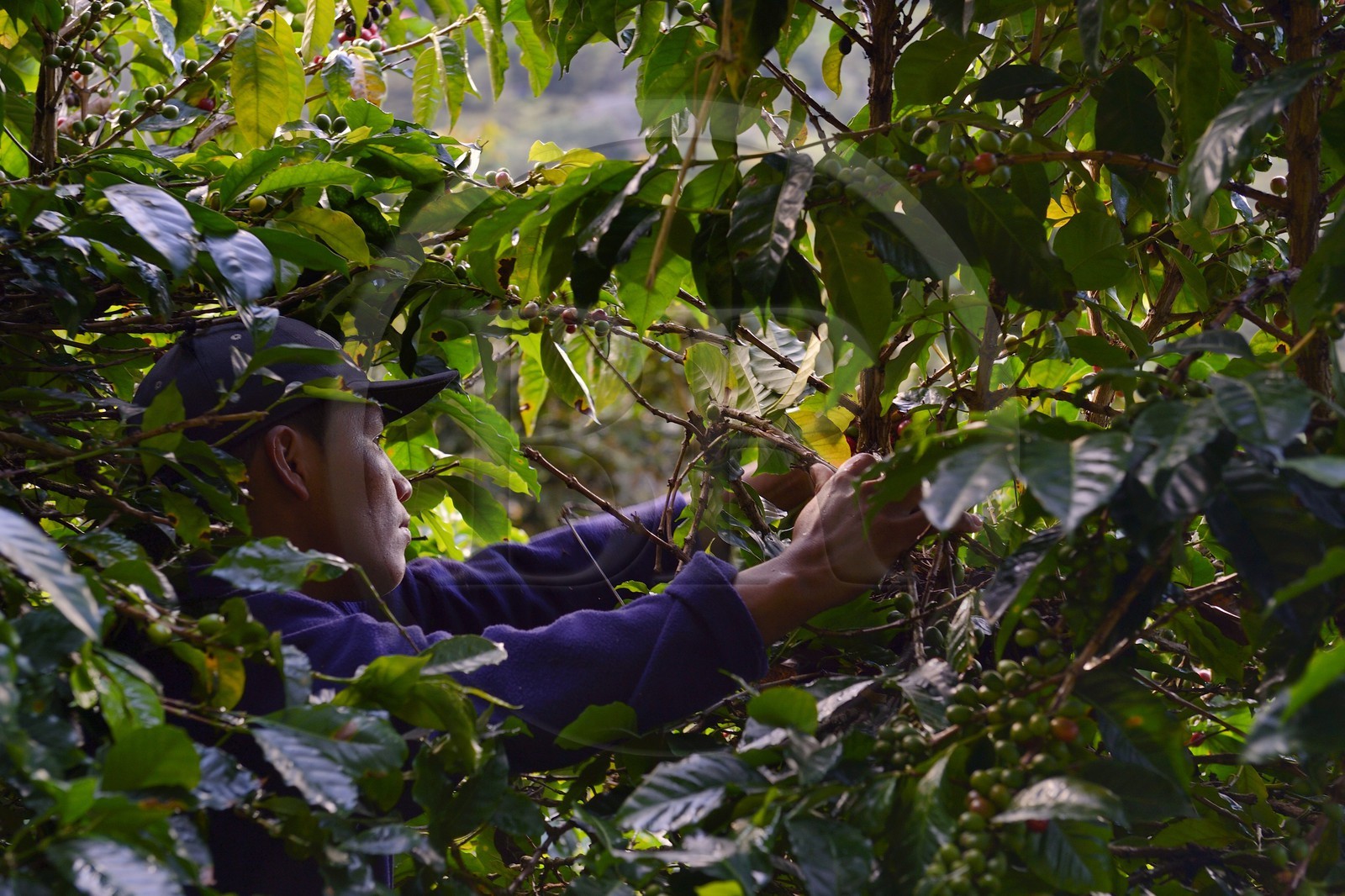Panama, Chiriqui province, Boquete, Coffee Plantation Finca Lerida, coffee beans harvesting by a Native American Nägbe