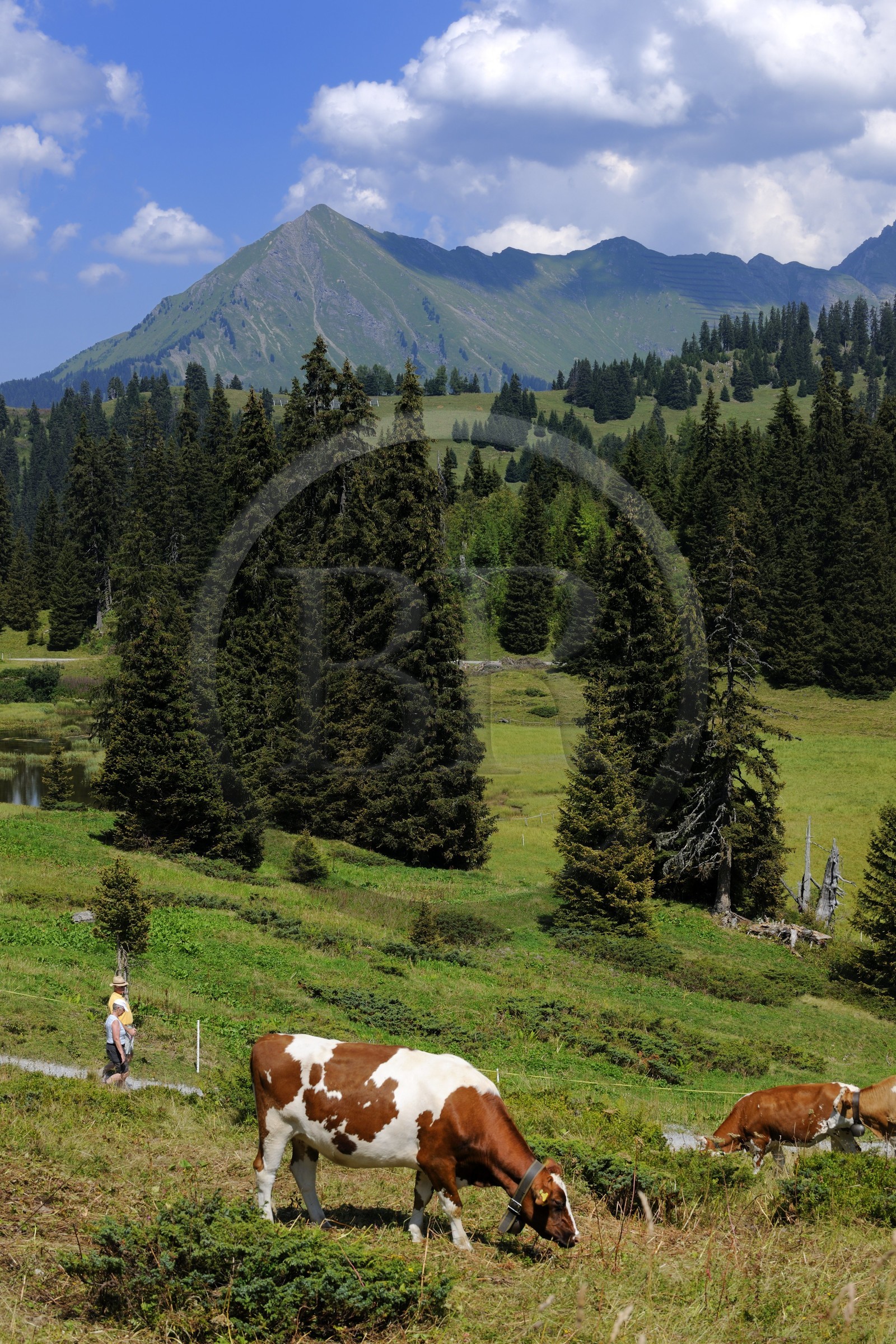 Suisse, Canton de Vaud, Villars sur Ollon, hameau de Bretaye