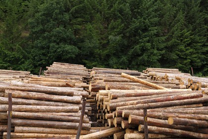 France, Moselle (57), scierie Abreschviller Sciages, stock de bois