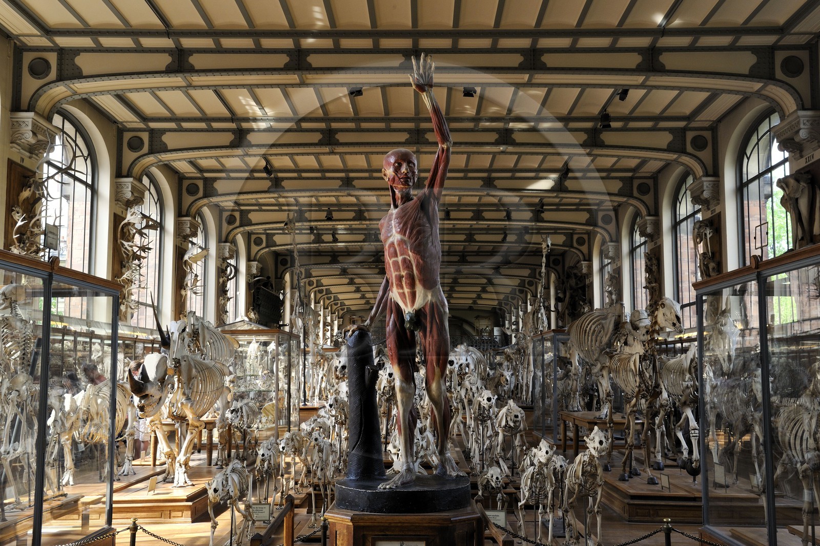 France, Paris (75), Jardin des Plantes, Museum National d'Histoire Naturelle, Galeries de Paléontologie et d'Anatomie comparée