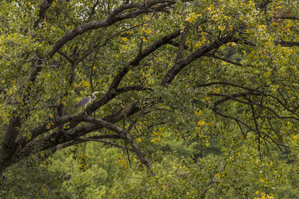 France, Aveyron (12), parc naturel régional des Grands Causses, Millau, berges du Tarn, héron cendré (Ardea cinerea) perché dans un arbre