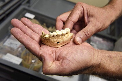 France, Dordogne, Perigord Noir, Vezere Valley, Les Eyzies de Tayac Sireuil, listed as World Heritage by UNESCO, Musee de la Prehistoire (Museum of Prehistory), the reserves, mandible of Neanderthal man dating back more than 100,000 years